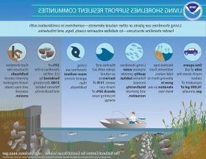 Graphic from the NOAA on living shorelines